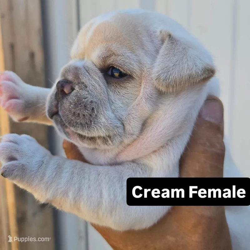 Nala  – French Bulldog, Olde English Bulldogge puppy for sale in Frederick, OK