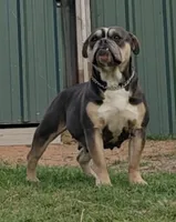 Avirl, a female Olde English Bulldogge for sale in Frederick, OK – 3 of 3