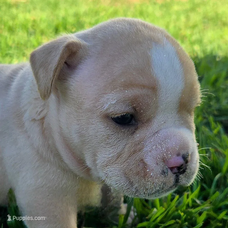 Truffle – Olde English Bulldogge puppy for sale in Dallas, TX