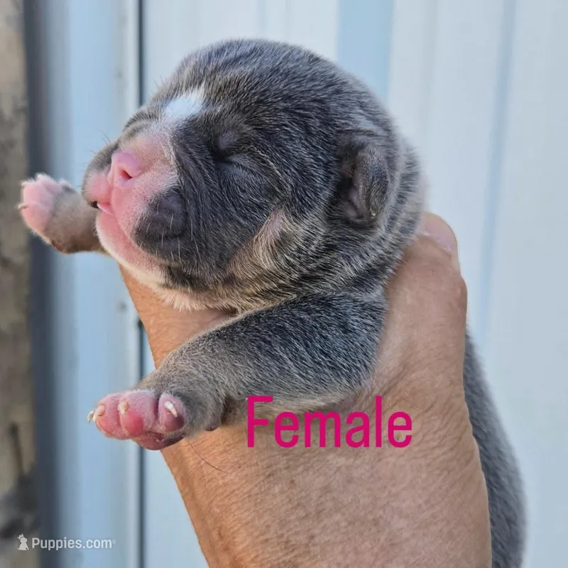 Marley  – Olde English Bulldogge puppy for sale in Frederick, OK