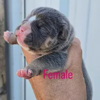 Marley , a female Olde English Bulldogge for sale in Frederick, OK – 1 of 3