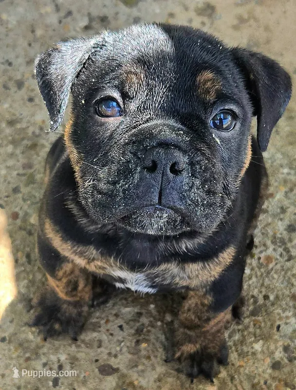 Diesel – Olde English Bulldogge puppy for sale in Frederick, OK