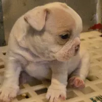 Los Reyes' X-Gambit aka Remy, a male French Bulldog and Olde English Bulldogge for sale in Frederick, OK – 4 of 6