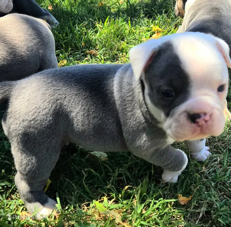 Azul – Olde English Bulldogge puppy for sale in Frederick, OK