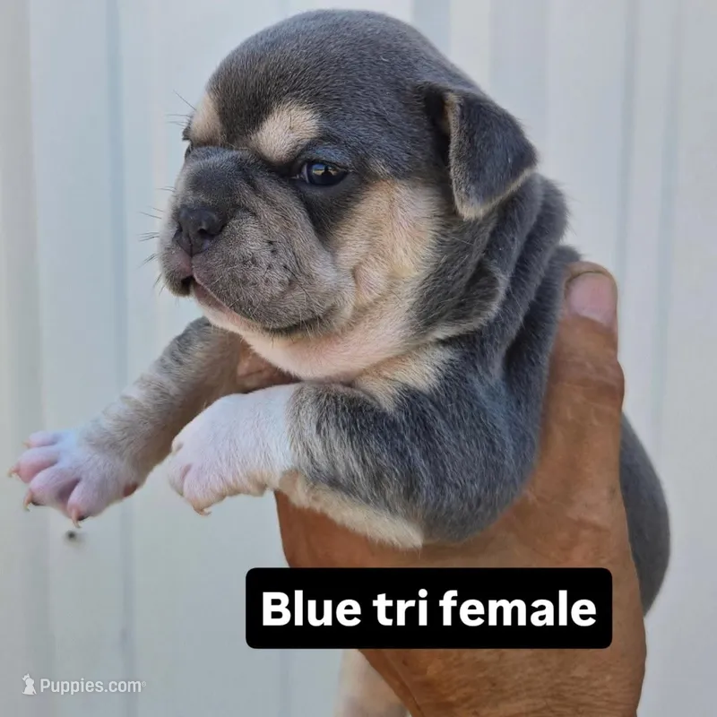 Luna – Olde English Bulldogge puppy for sale in Frederick, OK