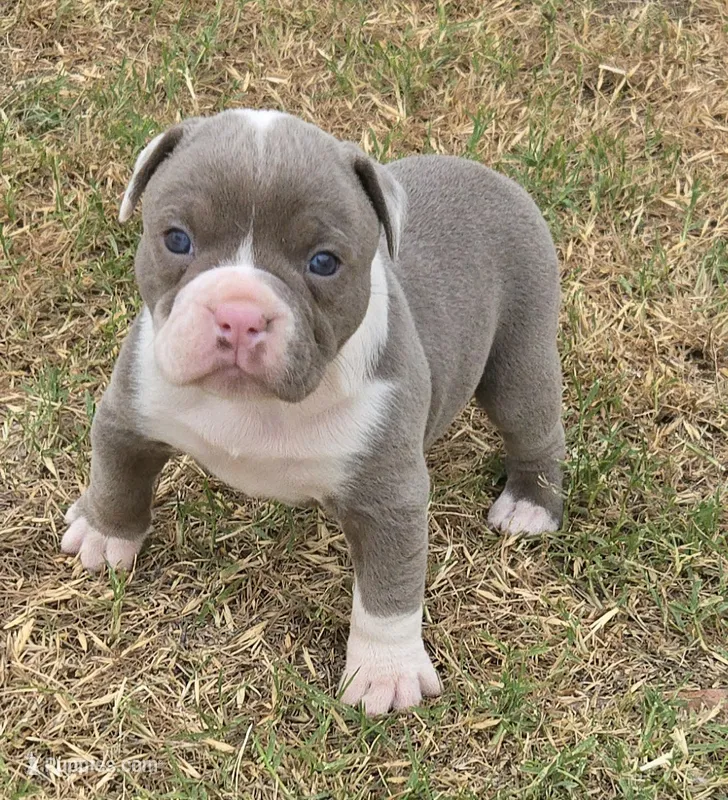 Jewel – Olde English Bulldogge puppy for sale in Frederick, OK