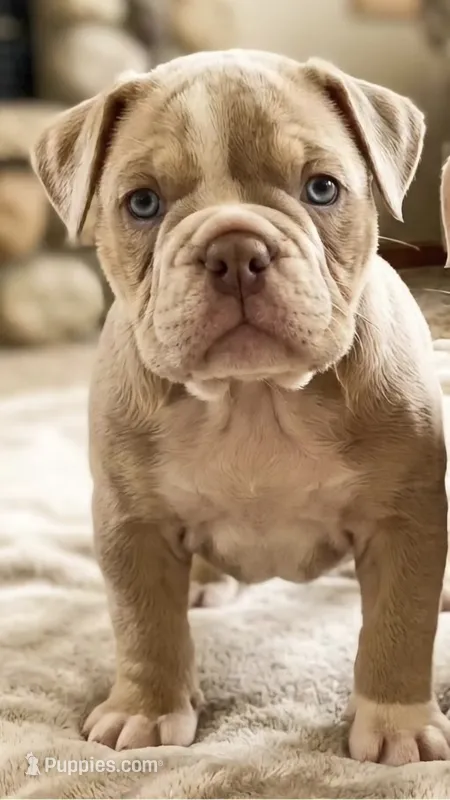 Skyye – Olde English Bulldogge puppy for sale in Frederick, OK