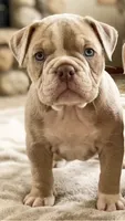 Skyye, a female Olde English Bulldogge for sale in Frederick, OK – 2 of 9