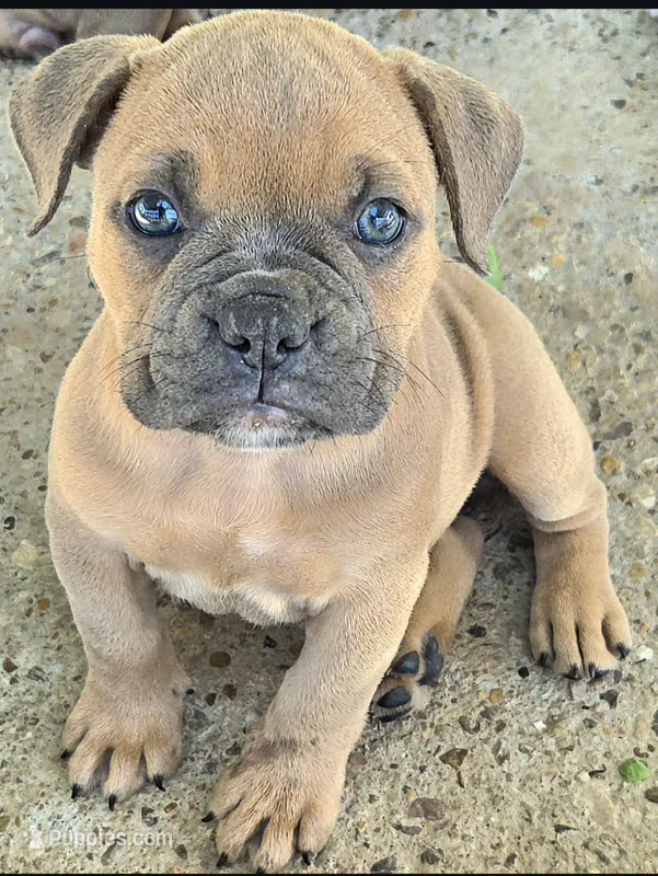 Mousse – Olde English Bulldogge puppy for sale in Frederick, OK