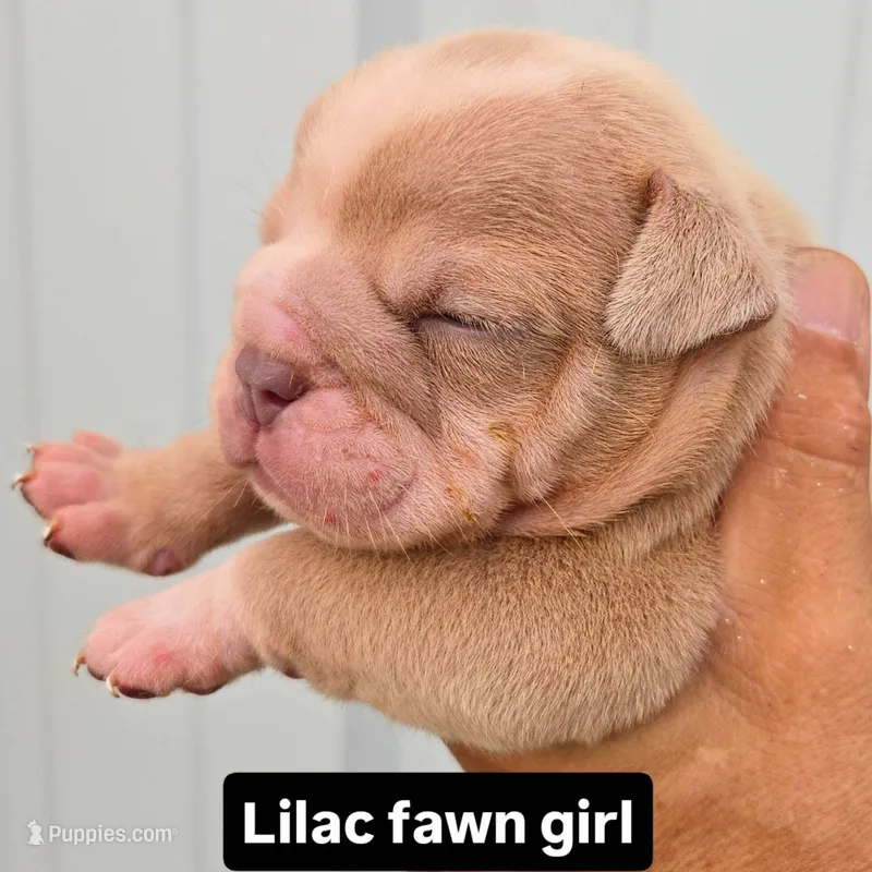 Skyye – Olde English Bulldogge puppy for sale in Frederick, OK