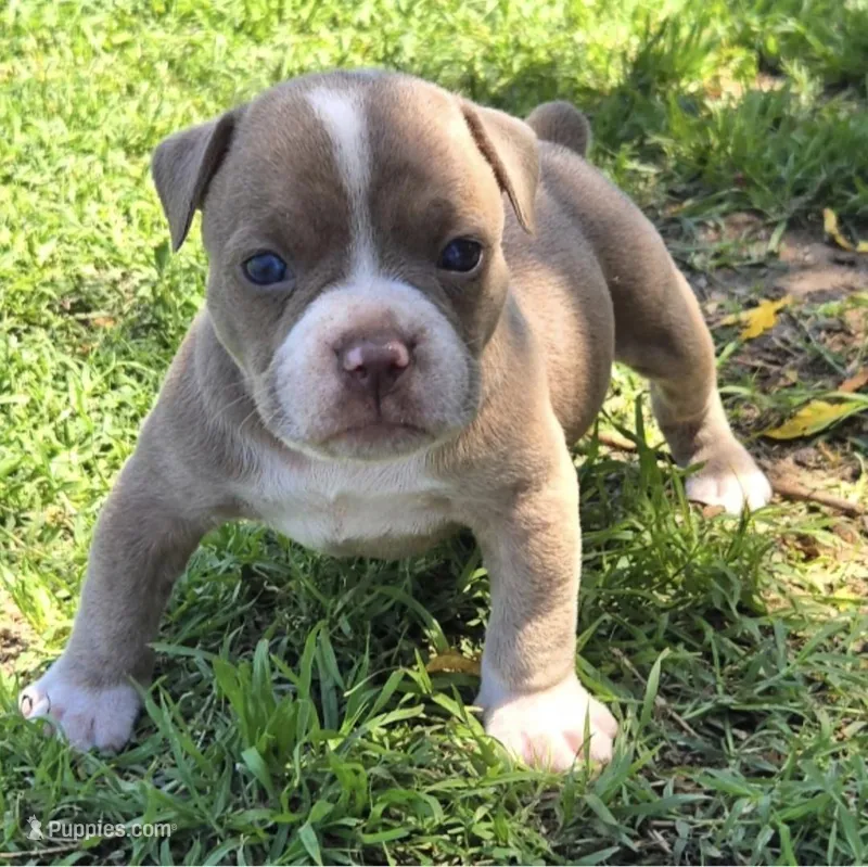 Pinky – Olde English Bulldogge puppy for sale in Frederick, OK