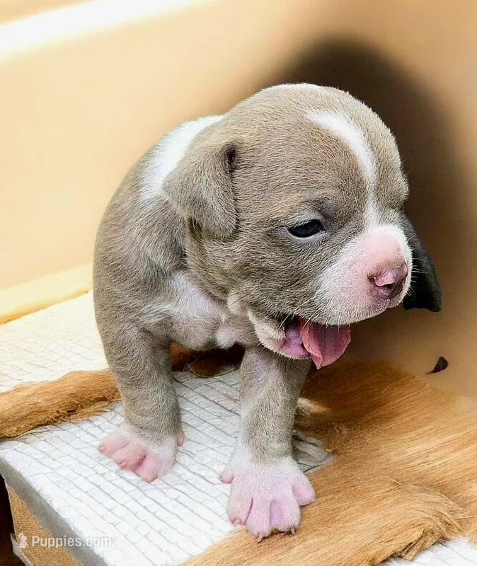 Pinky – Olde English Bulldogge puppy for sale in Dallas, TX