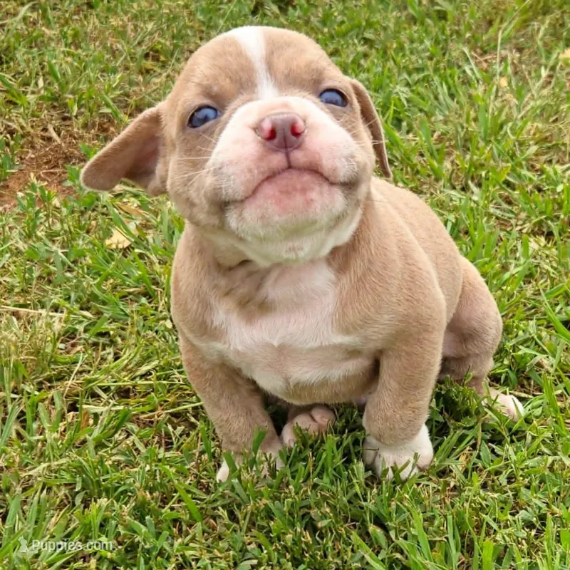 Pinky – Olde English Bulldogge puppy for sale in Frederick, OK