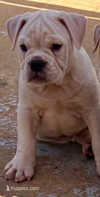Extreme Clean – Olde English Bulldogge puppy for sale in Frederick, OK