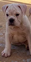 Extreme Clean, a male Olde English Bulldogge for sale in Frederick, OK – 1 of 9
