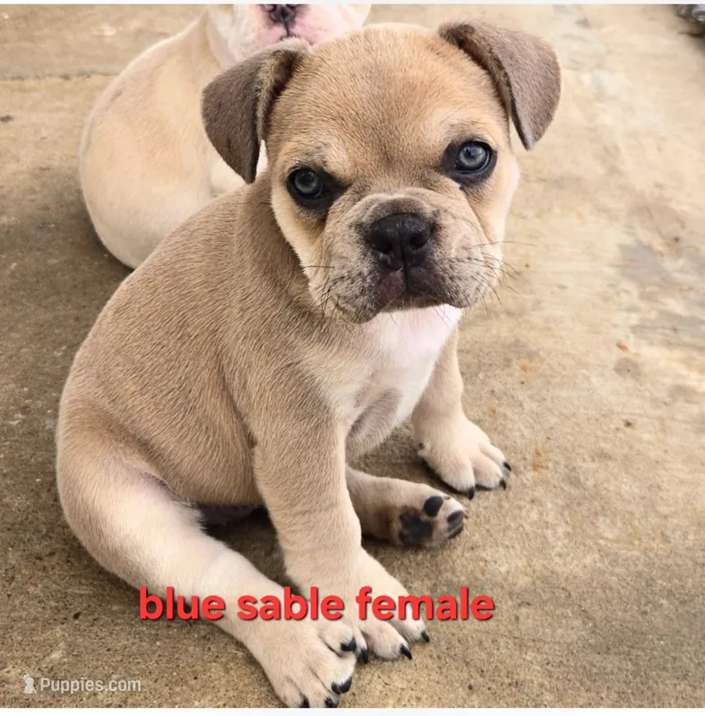 X-Ororo – French Bulldog, Olde English Bulldogge puppy for sale in Frederick, OK