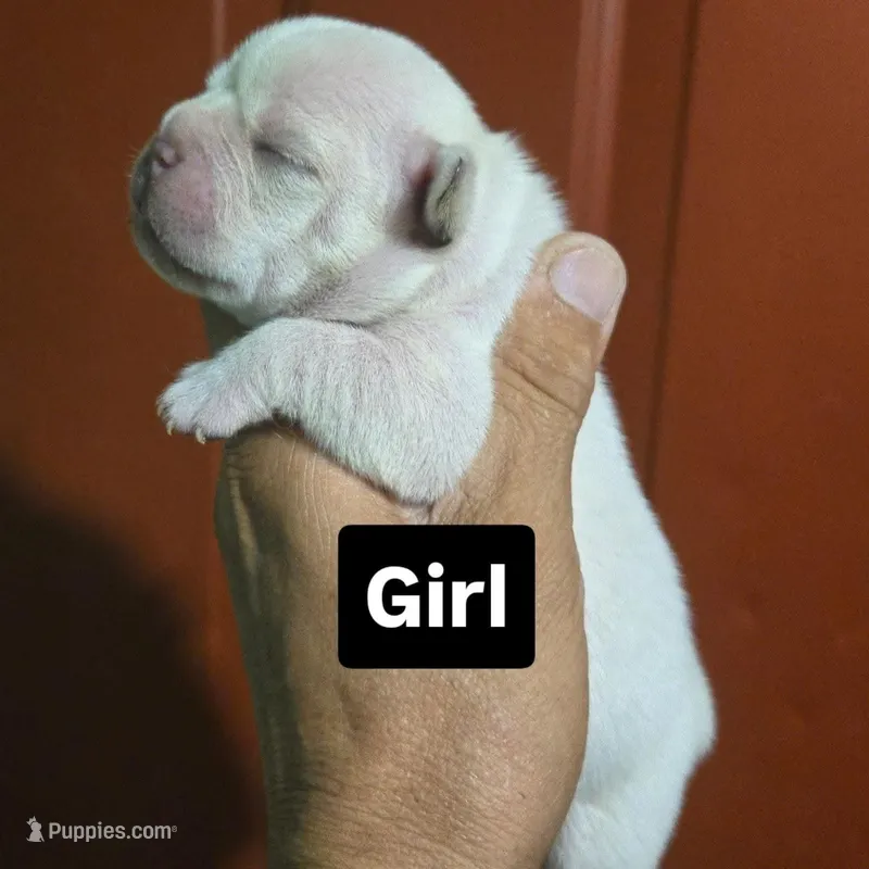 Nala  – French Bulldog, Olde English Bulldogge puppy for sale in Frederick, OK