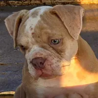 Skyye, a female Olde English Bulldogge for sale in Frederick, OK – 4 of 8
