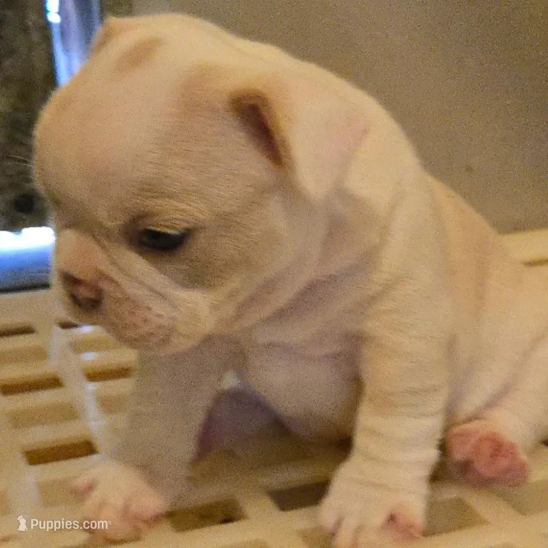 Diesel – French Bulldog, Olde English Bulldogge puppy for sale in Frederick, OK