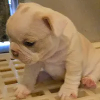 Los Reyes' X-Gambit aka Remy, a male French Bulldog and Olde English Bulldogge for sale in Frederick, OK – 3 of 6