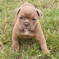 Irynei , a female Olde English Bulldogge for sale in Frederick, OK – 3 of 9