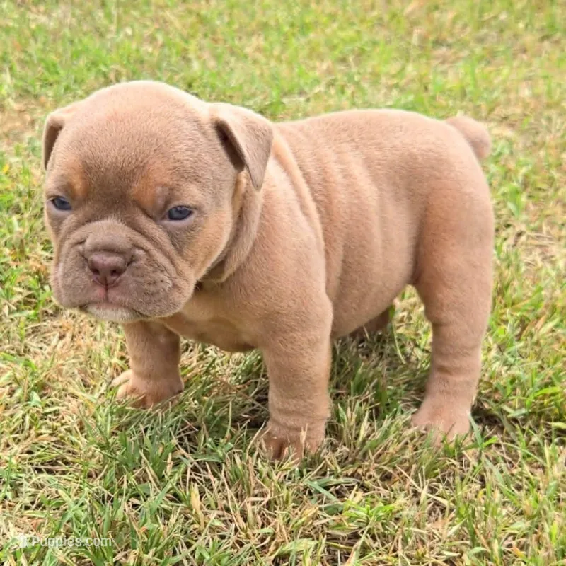 Irynei  – Olde English Bulldogge puppy for sale in Frederick, OK