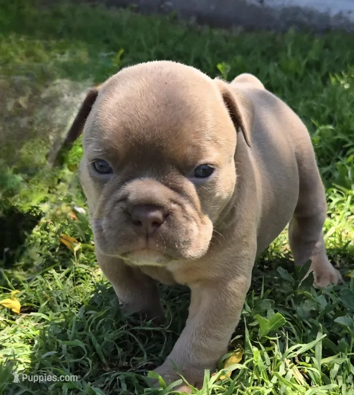 Nova – Olde English Bulldogge puppy for sale in Frederick, OK