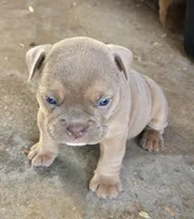 Irynei , a female Olde English Bulldogge for sale in Frederick, OK – 5 of 9