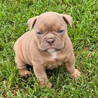 Irynei , a female Olde English Bulldogge for sale in Frederick, OK – 2 of 9