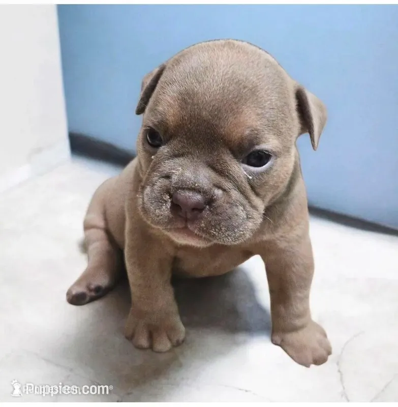 Nova – Olde English Bulldogge puppy for sale in Frederick, OK