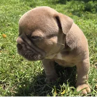 Irynei , a female Olde English Bulldogge for sale in Frederick, OK – 4 of 9