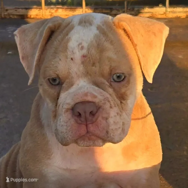 Skyye – Olde English Bulldogge puppy for sale in Frederick, OK