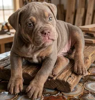 Avirl, a female Olde English Bulldogge for sale in Frederick, OK – 1 of 3