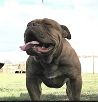Avirl, a female Olde English Bulldogge for sale in Frederick, OK – 2 of 3