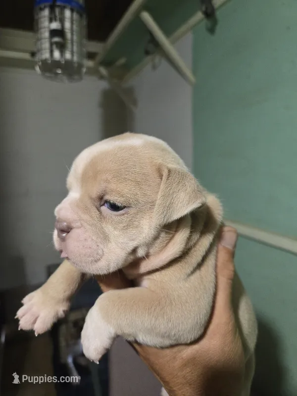 Skyye – Olde English Bulldogge puppy for sale in Frederick, OK