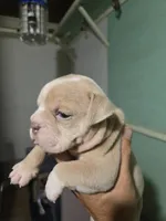 Skyye, a female Olde English Bulldogge for sale in Frederick, OK – 6 of 9
