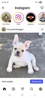 X-Magik, a female French Bulldog and Olde English Bulldogge for sale in Frederick, OK – 2 of 5