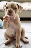 Skyye, a female Olde English Bulldogge for sale in Frederick, OK – 3 of 9