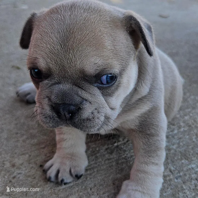 Roxy – French Bulldog, Olde English Bulldogge puppy for sale in Frederick, OK