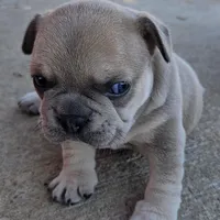 X-Ororo, a female French Bulldog and Olde English Bulldogge for sale in Frederick, OK – 5 of 7