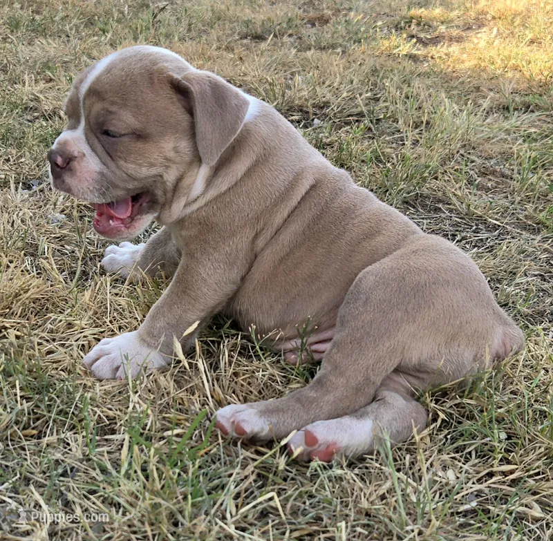 Pinky – Olde English Bulldogge puppy for sale in Frederick, OK