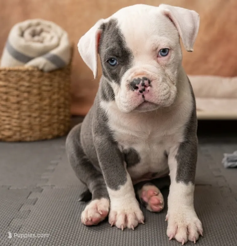 Azul – Olde English Bulldogge puppy for sale in Frederick, OK