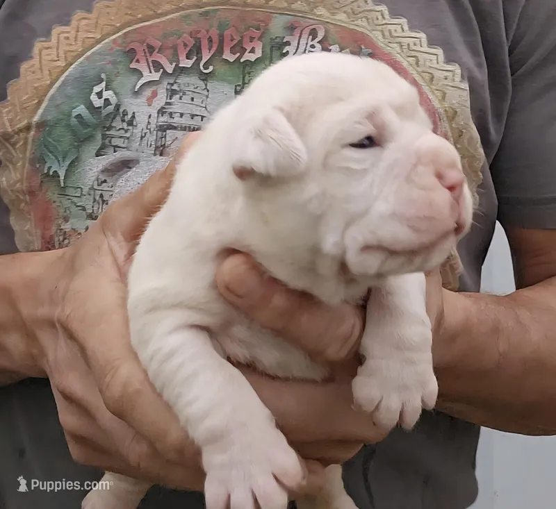 Titanium  – Olde English Bulldogge puppy for sale in Frederick, OK