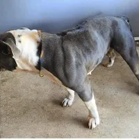 Titanium , a female Olde English Bulldogge for sale in Frederick, OK – 7 of 8