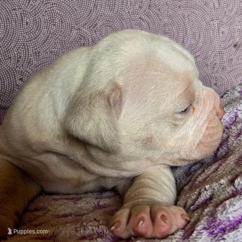 Titanium  – Olde English Bulldogge puppy for sale in Frederick, OK