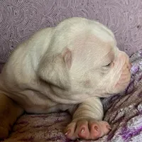 Titanium , a female Olde English Bulldogge for sale in Frederick, OK – 3 of 8