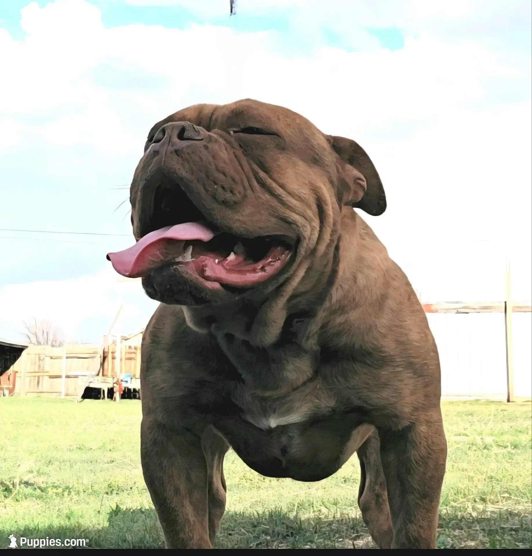 Pinky, a male Olde English Bulldogge for sale in Frederick, OK – Photo 3 of 3