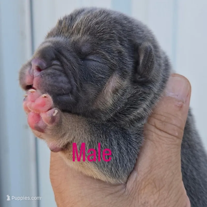 Hercules  – Olde English Bulldogge puppy for sale in Frederick, OK