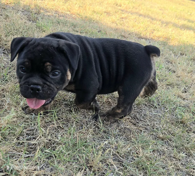 Diesel – Olde English Bulldogge puppy for sale in Frederick, OK