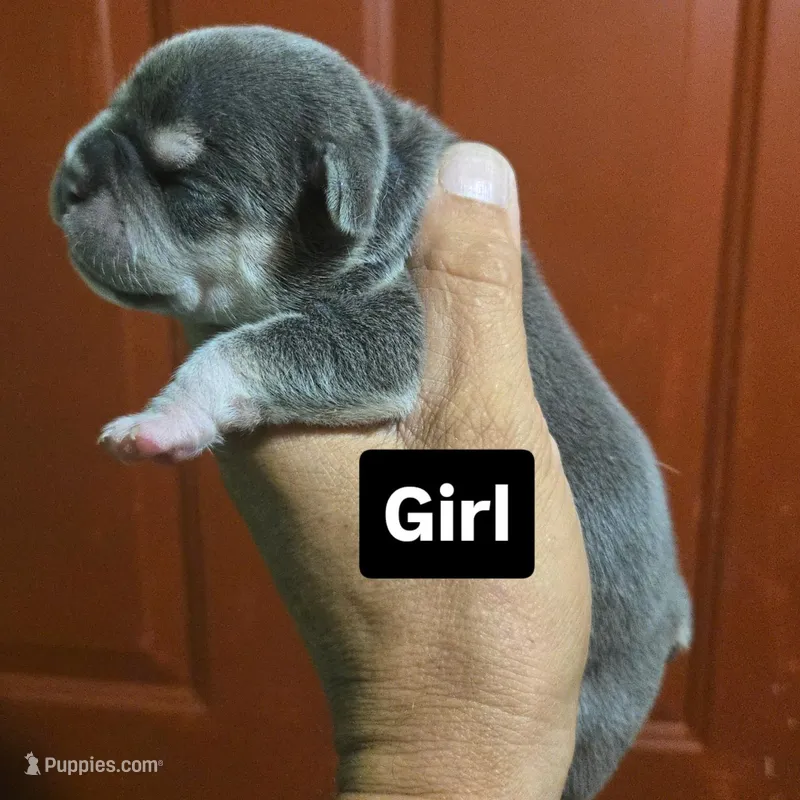 Luna – Olde English Bulldogge puppy for sale in Frederick, OK